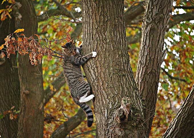 Cat on a tree