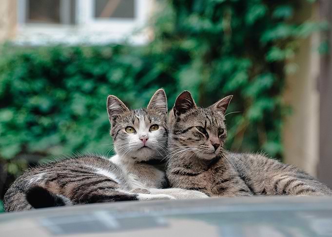 Beautiful Cats
