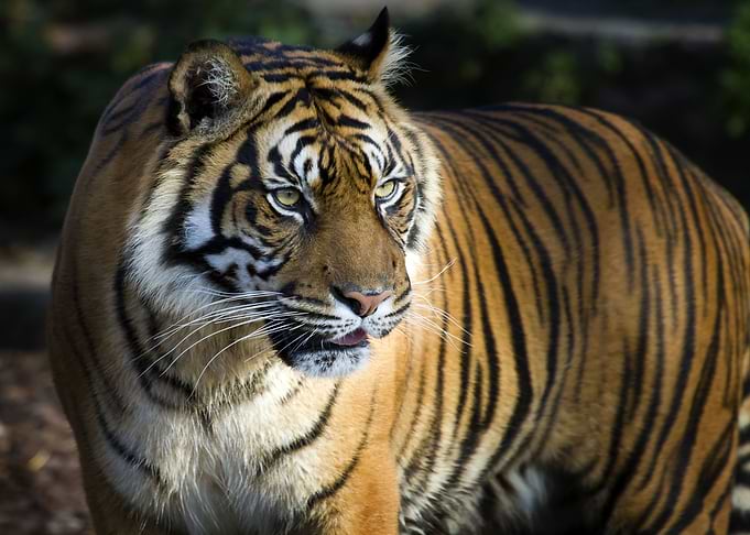 Majestic Tiger