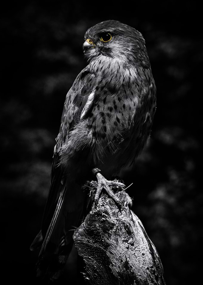 Kestrel