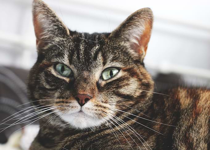 Cute Cat