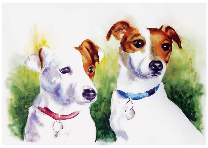 Jack Russellterrier