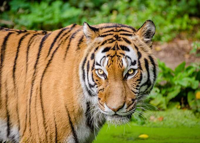 Majestic Tiger