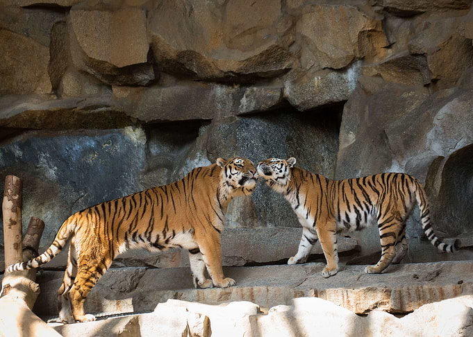Tigers