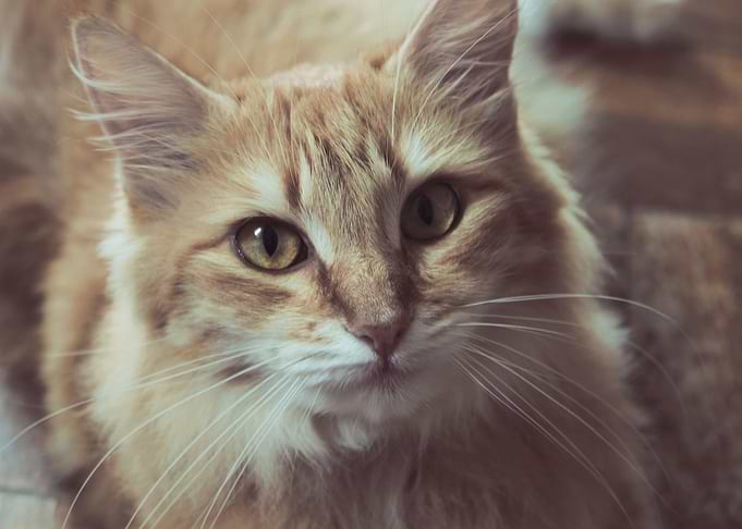Cute Cat