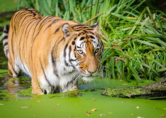 Tiger