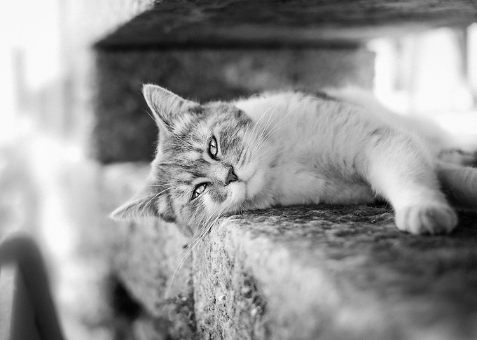 Lazy Cat