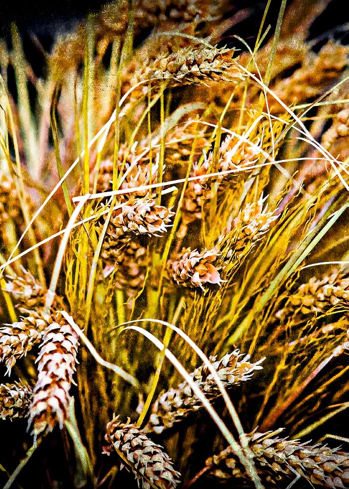 Pieces Of Wheat
