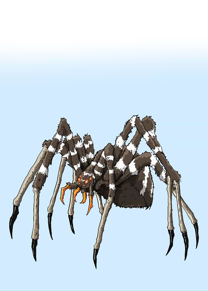 Chiara the spider