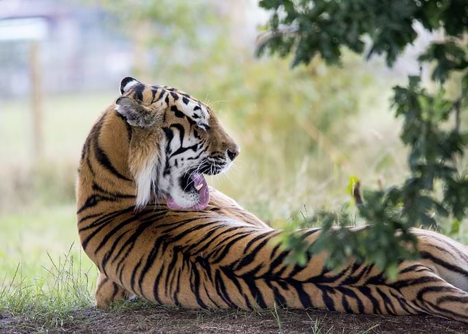 Tiger