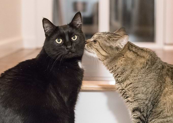 Cats