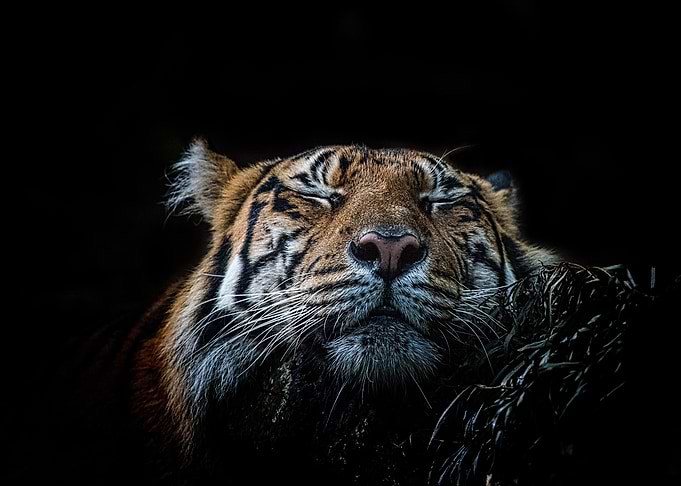Tiger artwork