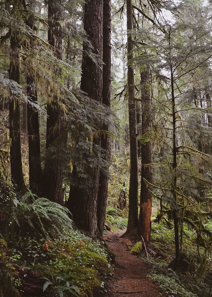 Drift Creek Hike