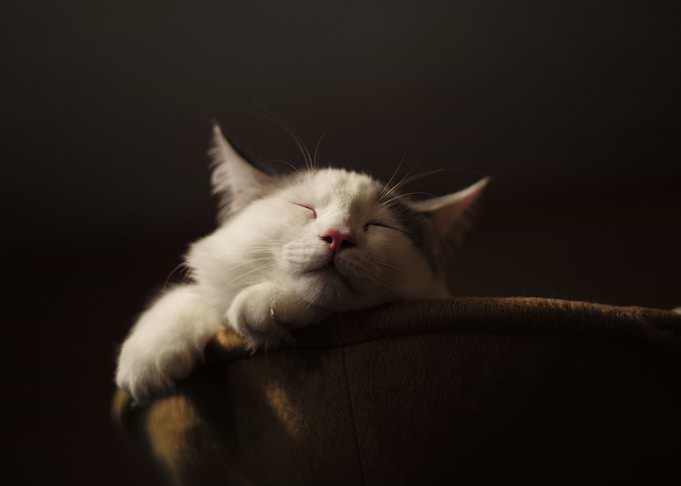 sleepy cat