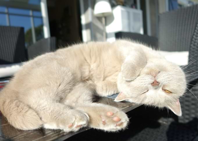 Sleepy Cat