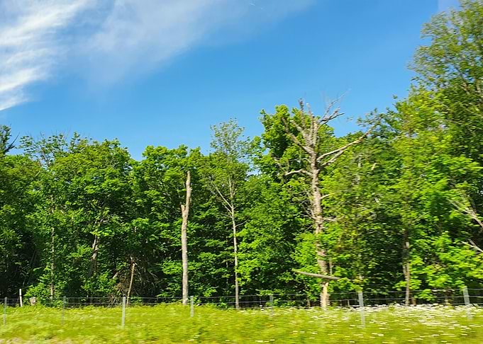 Canadian Field