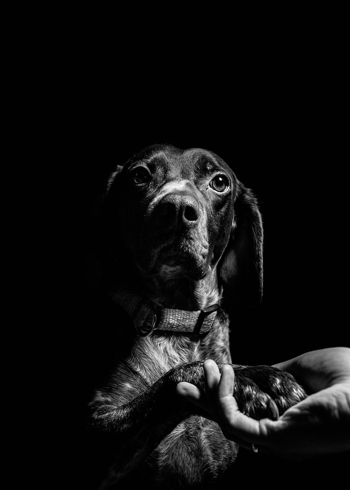The Best Friend