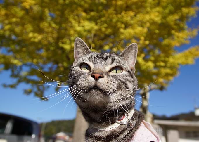 Cute Cat