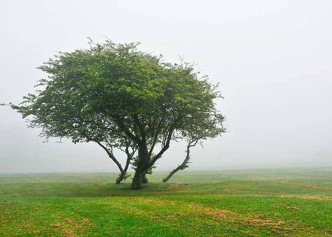 Foggy Landscape
