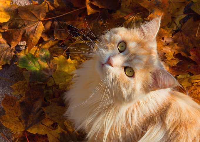 Furry cat