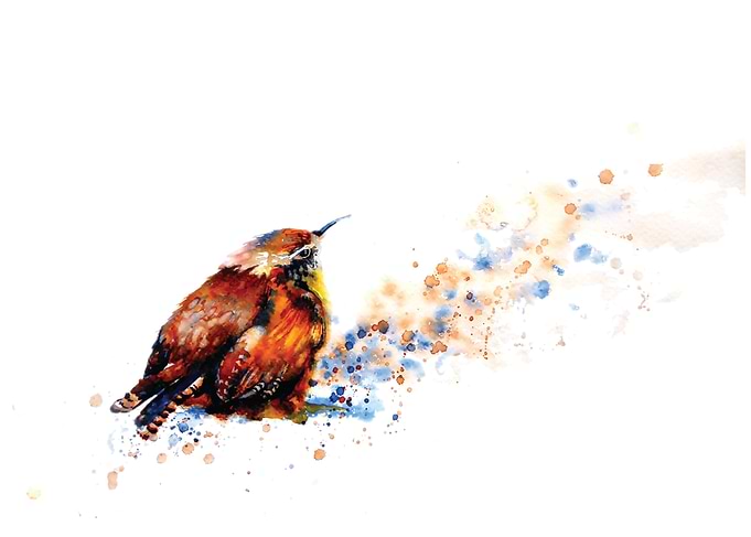 Little Wren