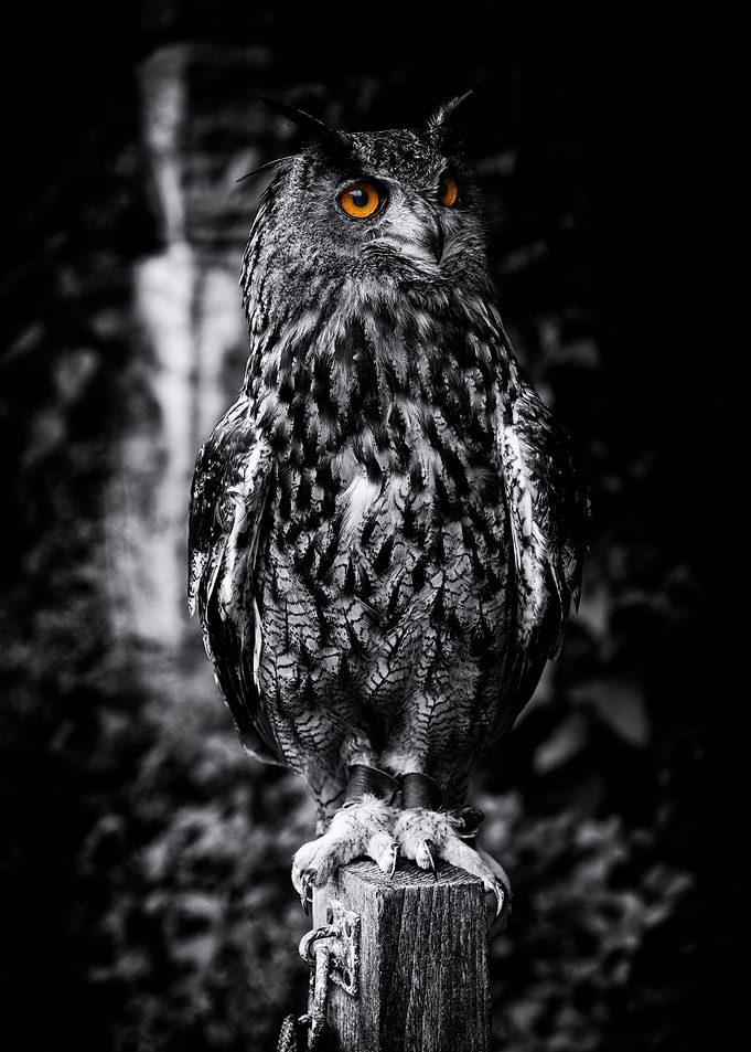 Monty the Owl