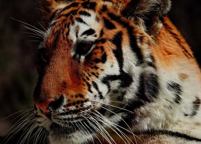 Majestic Tiger