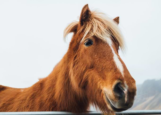 Island Horse