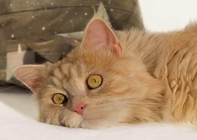 Cute Cat