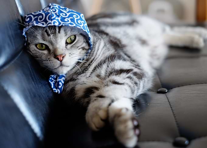 Cute Cat