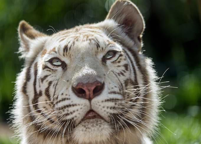 White Tiger