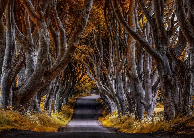 Autumn in Dark Hedges