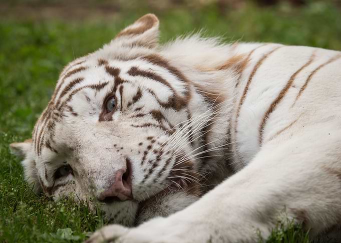 White Tiger