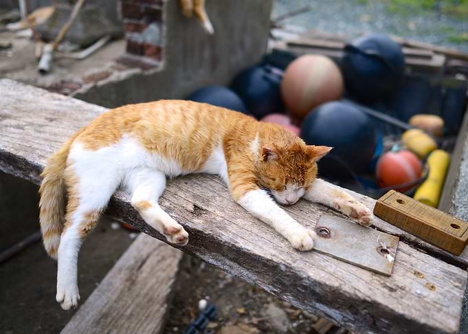 Beautiful Cat