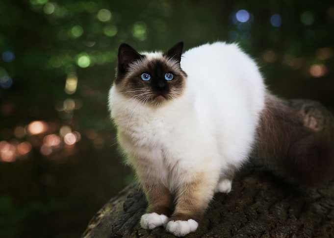 Furry cat