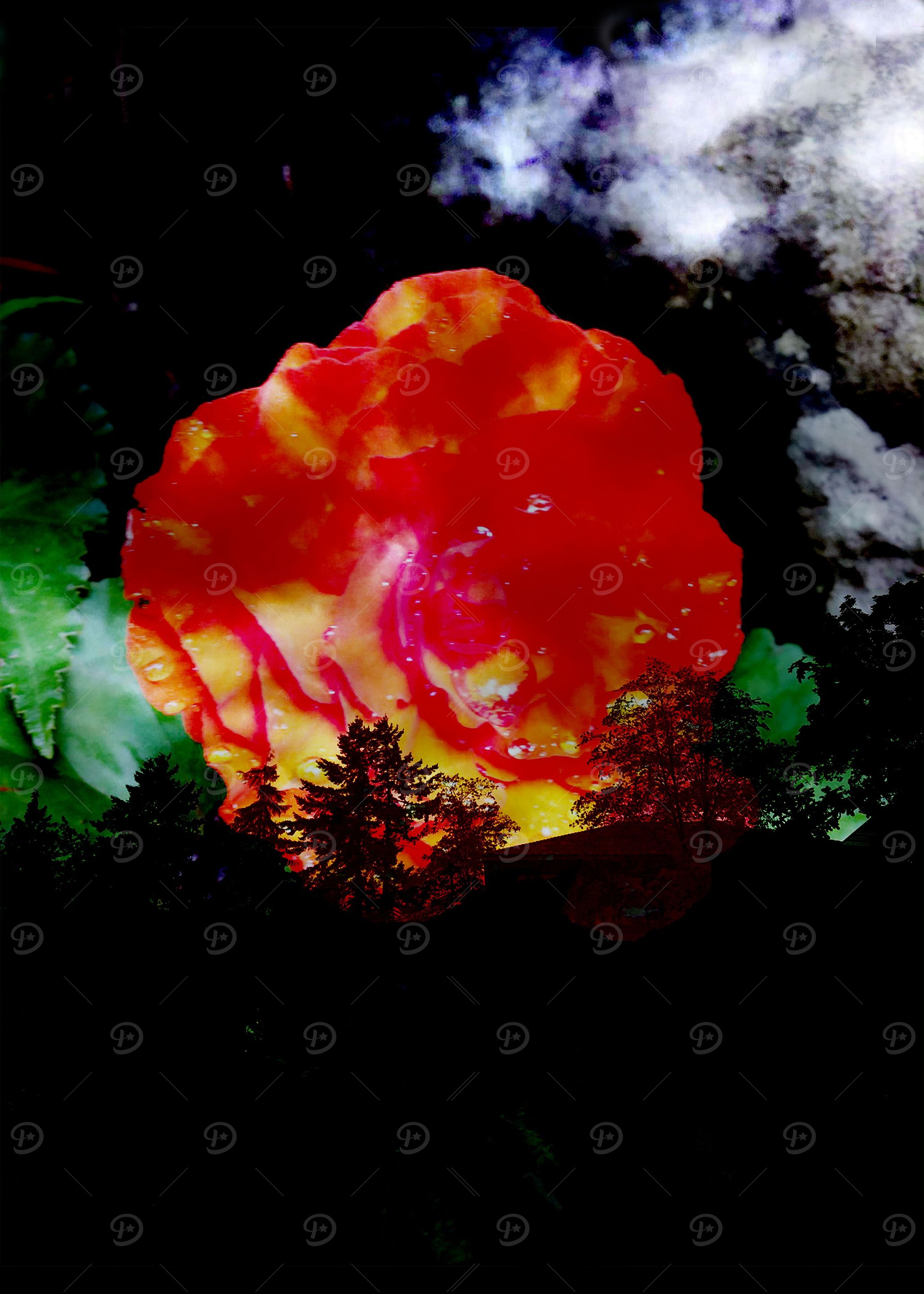 Flowers Burn Red