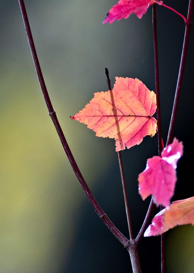 Refraction Of Light