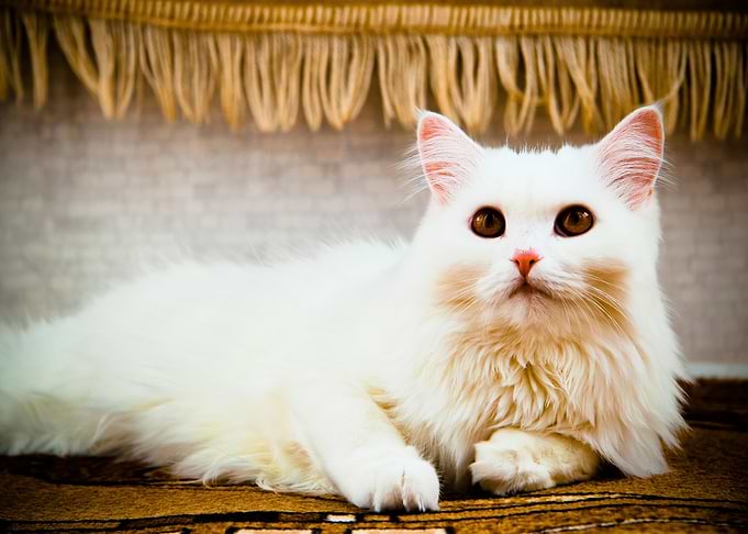 White Cat