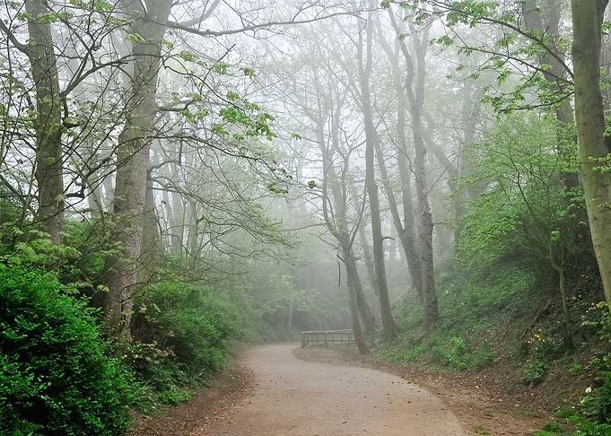 Foggy Landscape