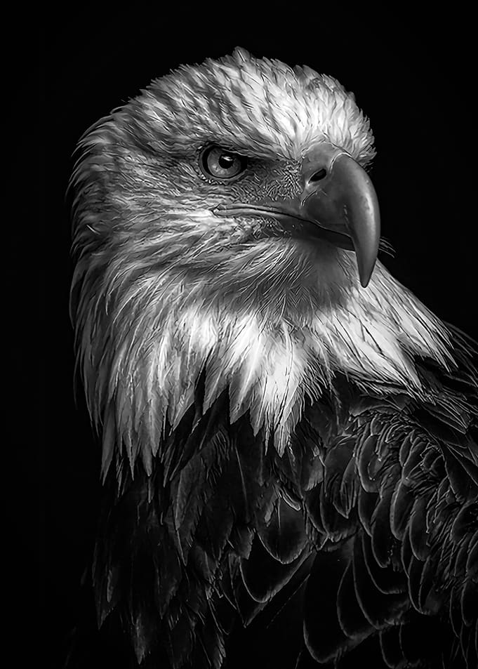wild eagle head