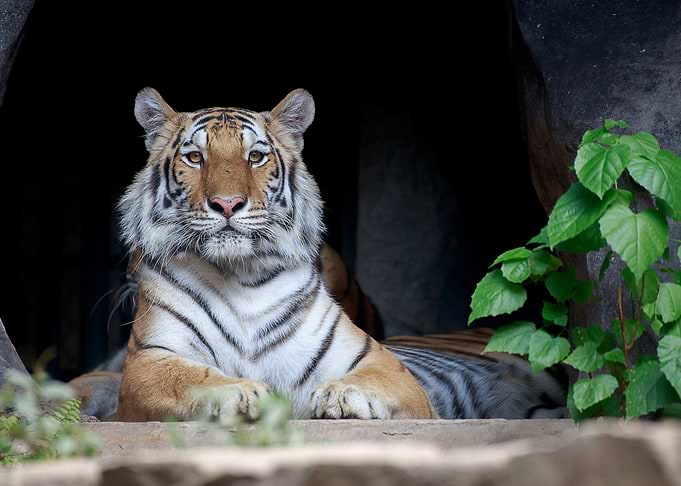 Majestic Tiger