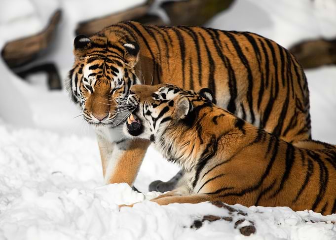 Tigers