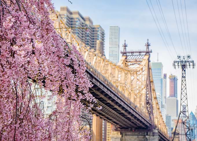 Bloom on Bridge