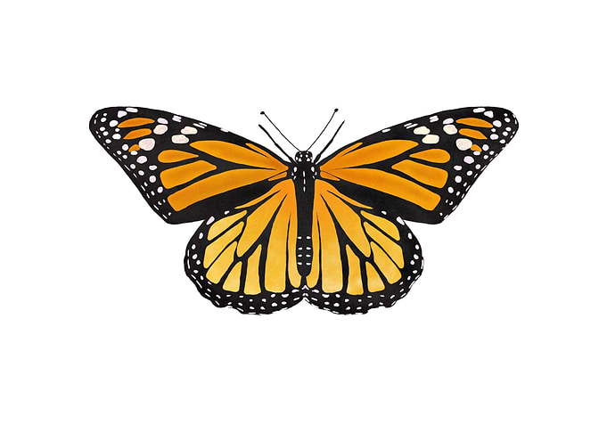 Monarch Butterfly