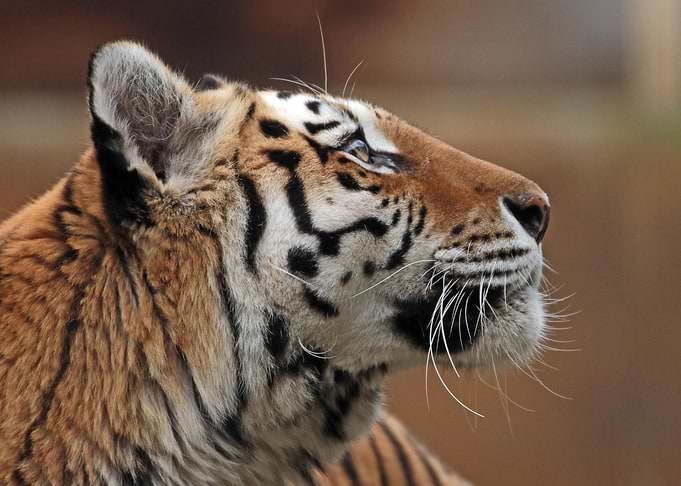 Majestic Tiger