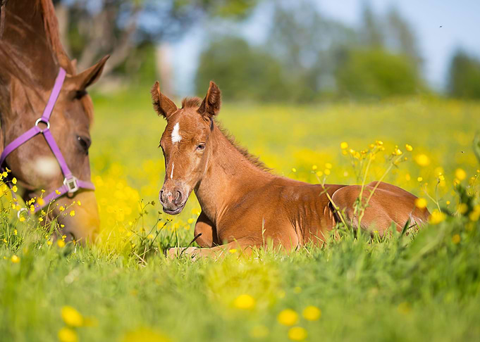 Baby Horse