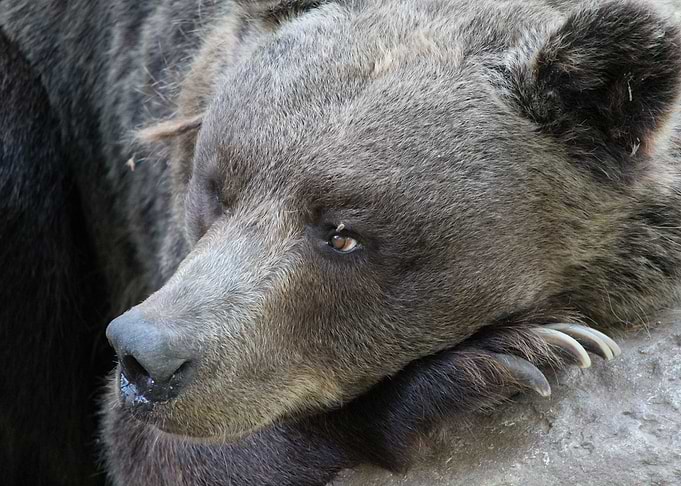 Wild Bear