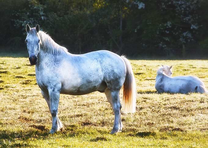 White Horses