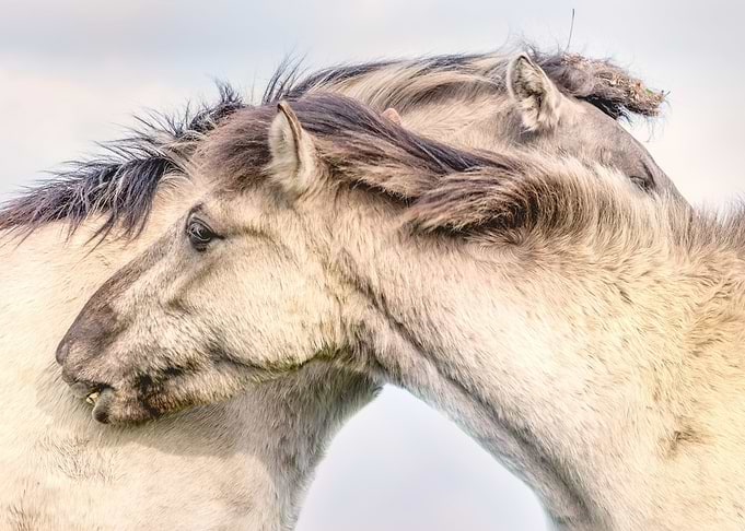 Horses Artwork