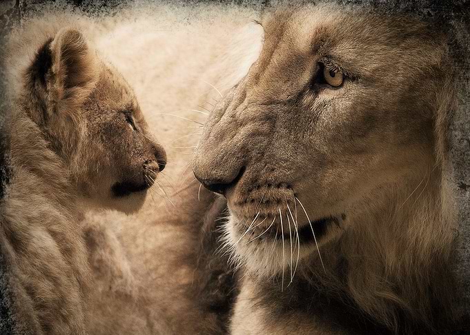 Lions